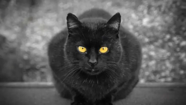 gato negro.jpg