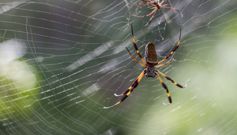Arañas voladoras que se expande por EUA podrían llegar a México