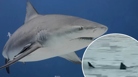VIDEO: Sorprende avistamiento de tiburón toro en la Laguna de Nichupté