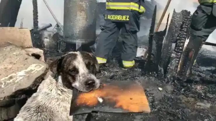 ¡Desgarrador VIDEO! Perro llora al ver su casa quemada tras incendio