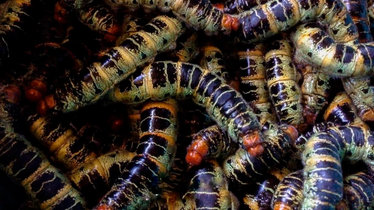 Gusanos zats propiedades medicinales