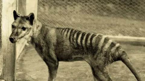 Lobo de Tasmania o tilacín