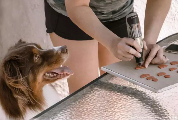 juegos para perros.jpg