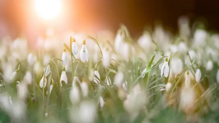 ¿A qué hora inicia y qué es el equinoccio de primavera este 2024?