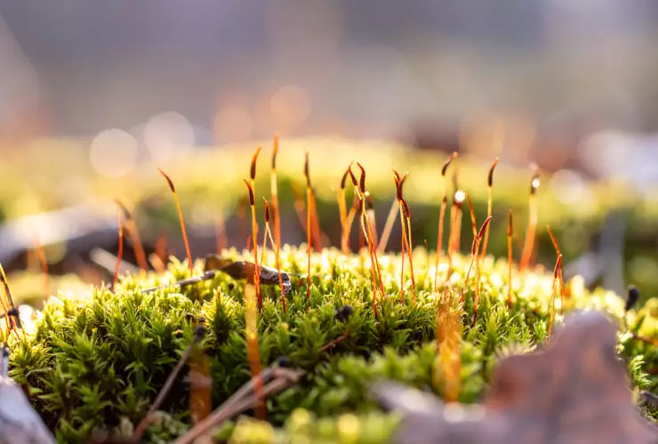 Los riesgos de usar musgo en nacimientos navideños.
