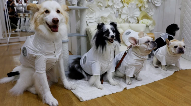 Los lomitos japoneses tienen un nuevo outfit que los mantiene frescos en verano