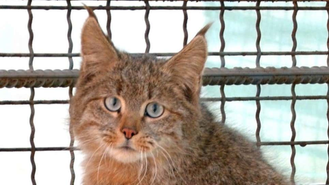 gatos, peligro de extinción, especies 7.jpg