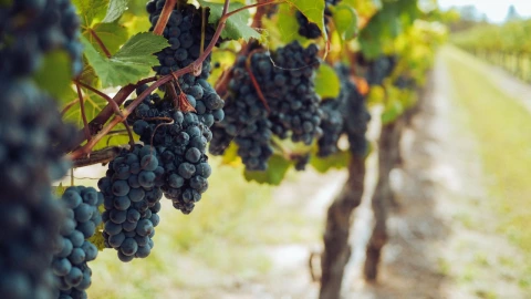 Ruta del vino en Aguascalientes