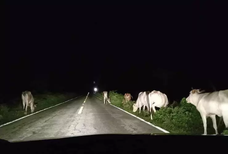 FOTO Fuerte accidente carretero en Yucatán; camioneta se impacta contra un toro