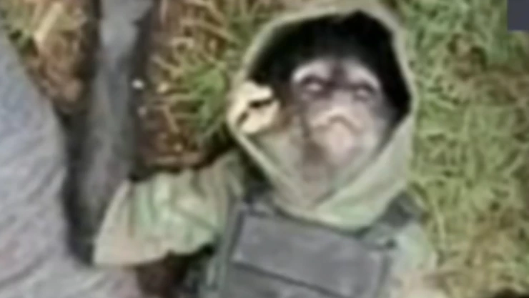 Texcaltitl&aacute;n mono ara&ntilde;a mascota