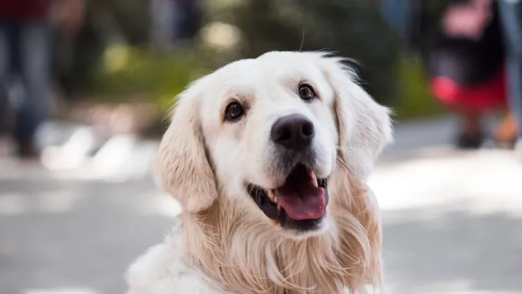 Golden retriever se viraliza por tragarse anillo de compromiso: Así fue el momento
