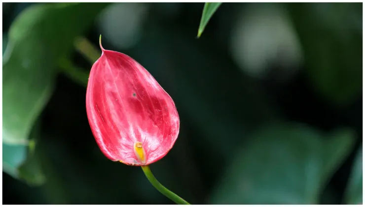 plantas resistentes