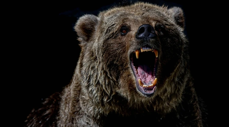 Imagen de oso negro.