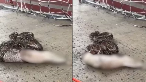 VIDEO | Serpiente boa devora y devuelve perrito en Acapulco, Guerrero