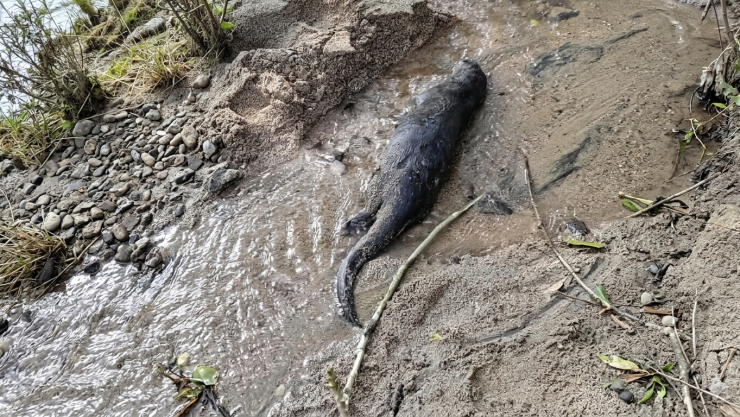 Maltrato animal en Chiapas: Nutria es asesinada en la colonia Jesús María Garza