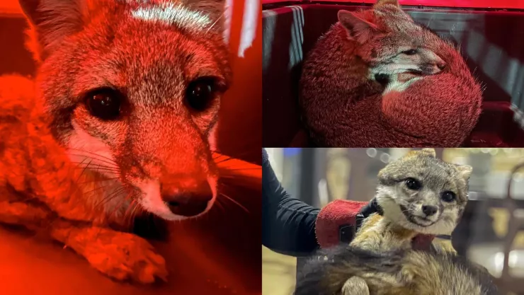 Encuentran zorro dentro de un domicilio en Zibatá Querétaro