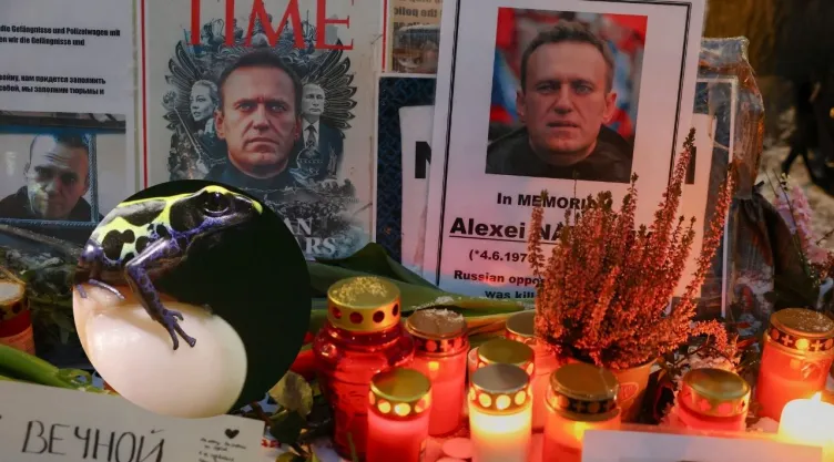 Fotos de Alexei Navalny y de rana.