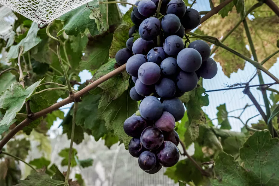 Sader 28 de septiembre 2024.jpeg