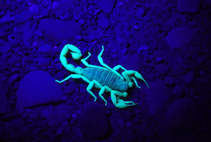 qué hacer si me pica un alacrán.jpg