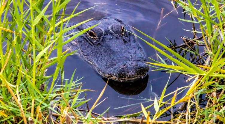 un caiman nadando por los Everglades de Florida