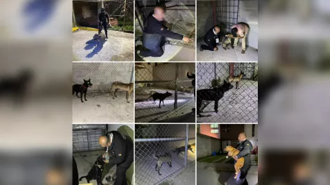 Perros en Edomex rescatados al sufrir maltrato animal.