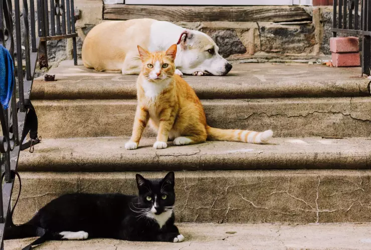 Alimentos que tu mascota disfrutará durante este invierno