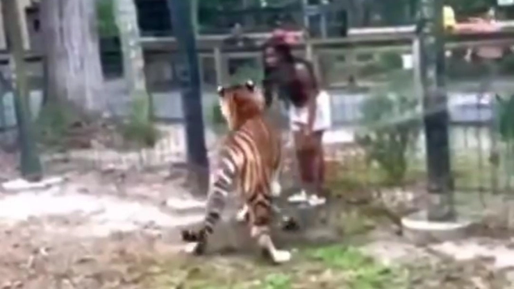 Mujer en un zoo de Nueva Jersey intenta tocar un tigre