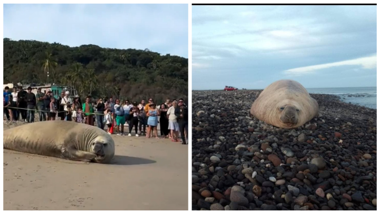 captan elefante marino en Playa Los Ayala Nayarit