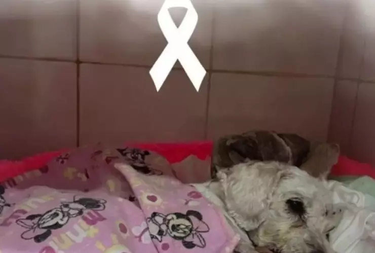 Murió “Chicharrón”, perro rescatado tras accidente de taxi en nochebuena