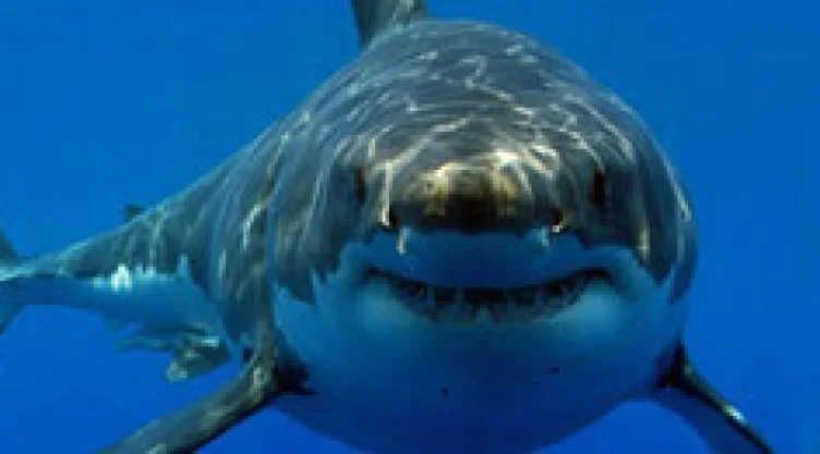 tiburones
