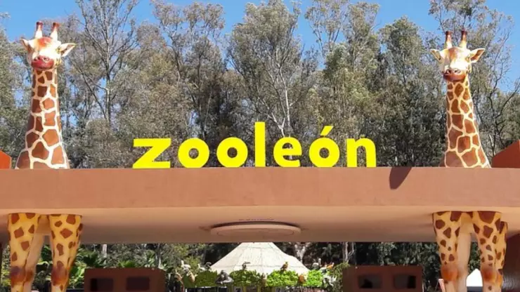 borregos muflones muertos por perros en zoológico de León