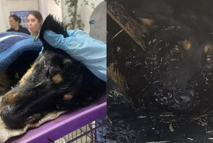 Perrita arrojada a chapopote