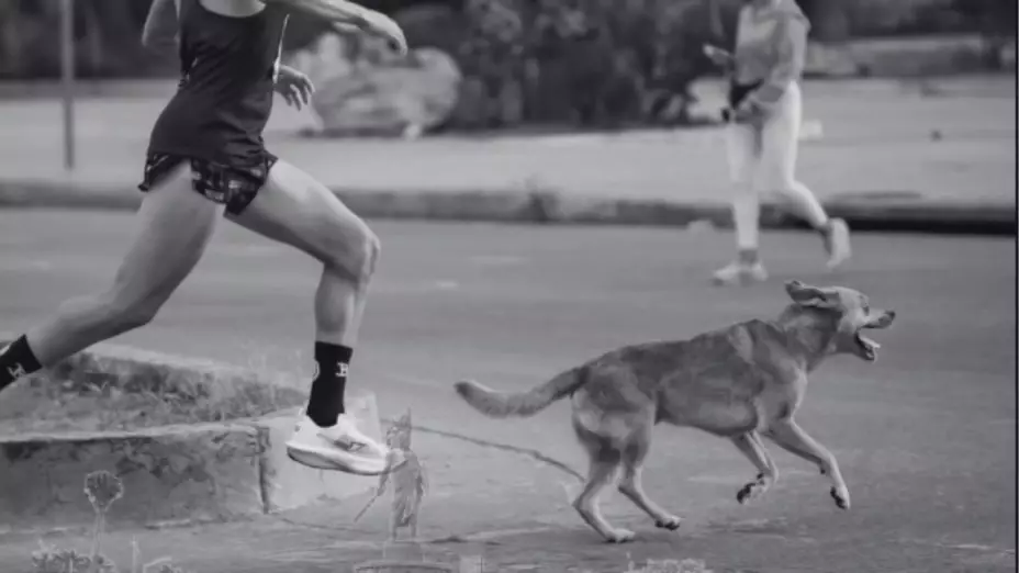 Necropsia a “Chicles”: Fiscalía investiga muerte del perro maratonista en Tijuana