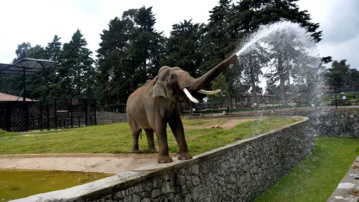 Muere “Ted”, el elefante asiático más longevo del Edomex