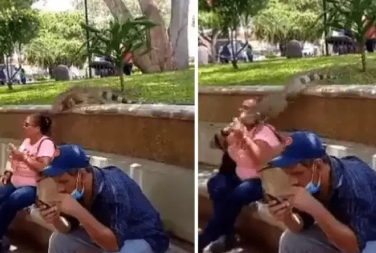 Video_ ¡Tremendo susto! Reptil salta sobre una señora para robarle su comida