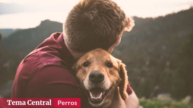 perros parte de la familia perros parte de la familia