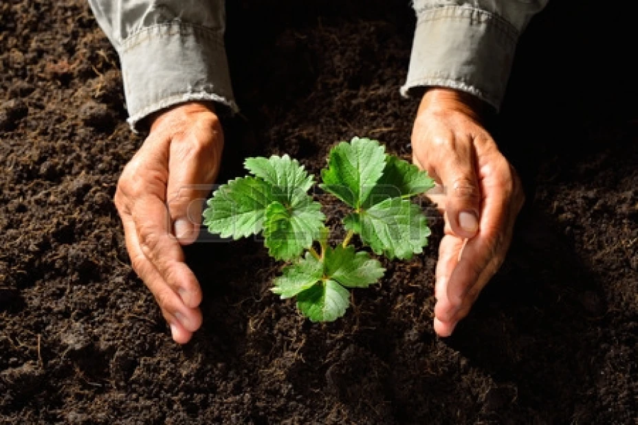 plantas