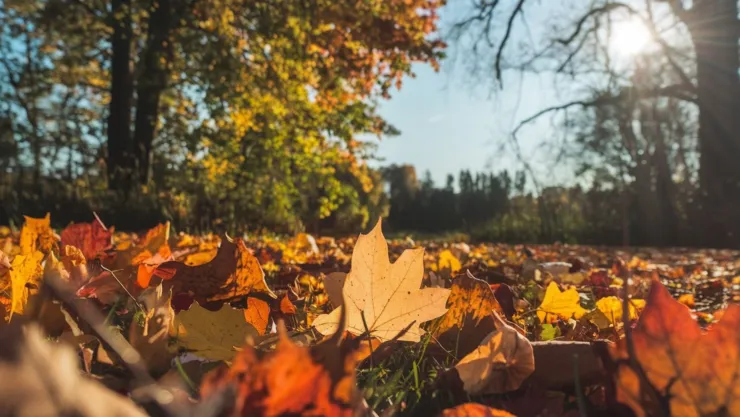 ¿Cuándo ocurrirá el Solsticio de Otoño en 2024?.jpg