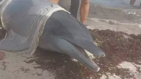 VIDEO_ Delfines encallan en playas de Telchac Puerto; fueron devueltos al mar