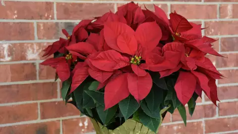 ¿La flor de Noche Buena es tóxica para los perros y gatos_