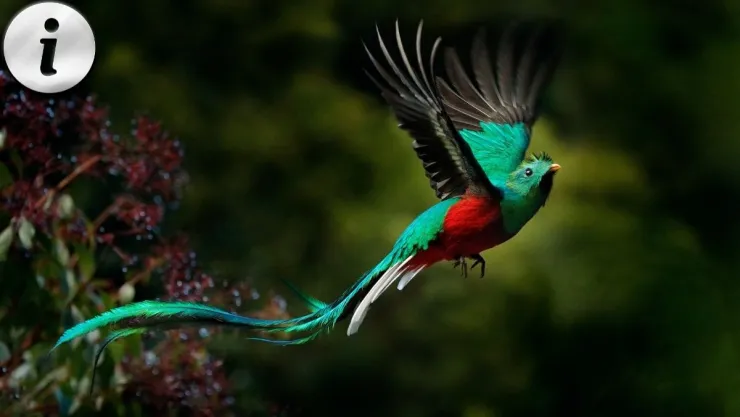 Quetzal características, hábitat y 5 datos clave que todo amante de la naturaleza debe conocer.jpg