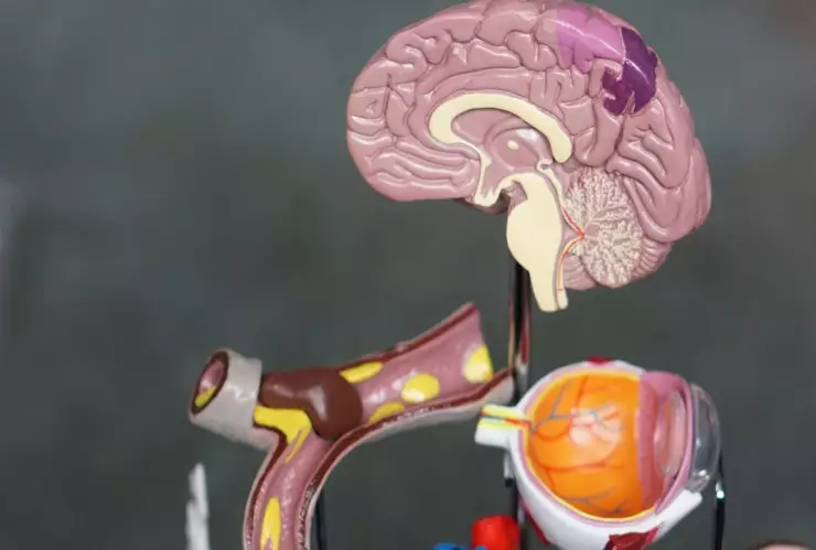 Científicos proponen crear cuerpos humanos sintéticos para trasplantes y pruebas de fármacos