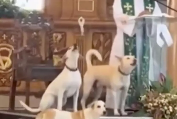 Perritos cantan latín en misa