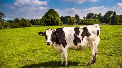 Día Mundial de la Leche: ¿Es mejor la leche de vaca o de almendras?