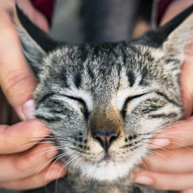 /mascotas/veterinarios-persona-favorita-gatos