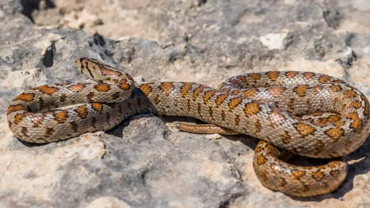 serpiente de cascabel