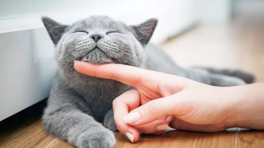 7 señales de que debes notar para saber si tu gato está consentido o sobre consentido