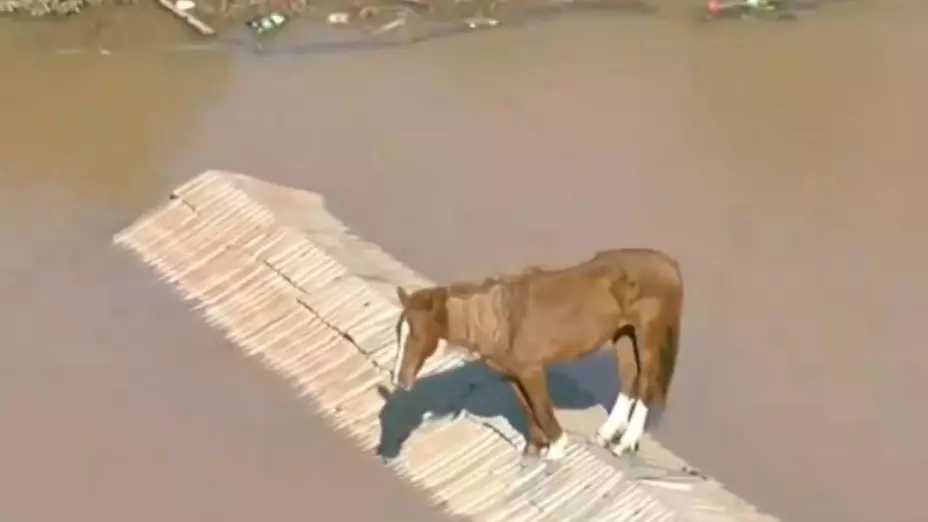 Caramelo