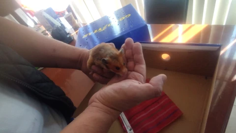 Hámster Guanajuato capital.png