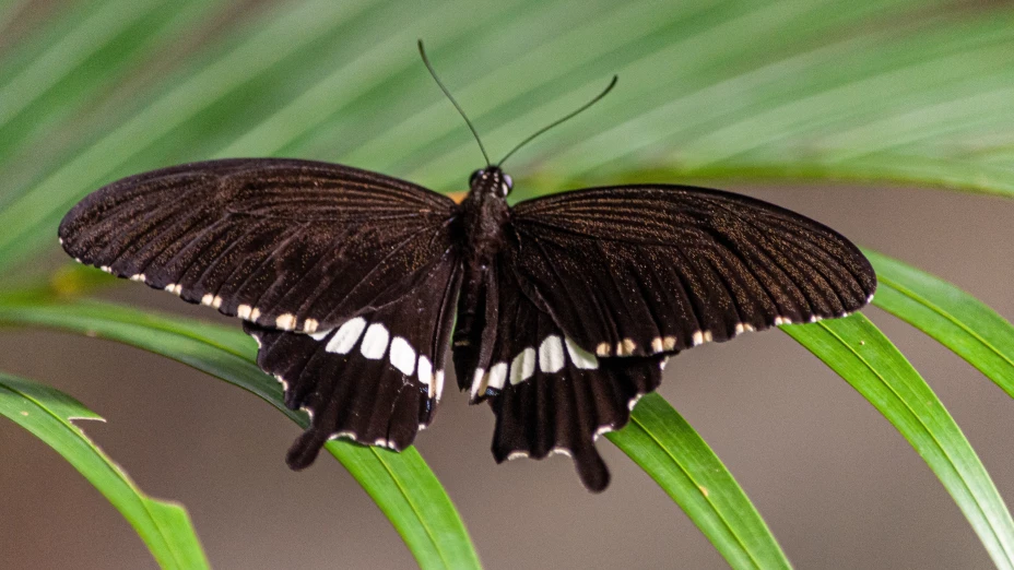 Mariposa negra
